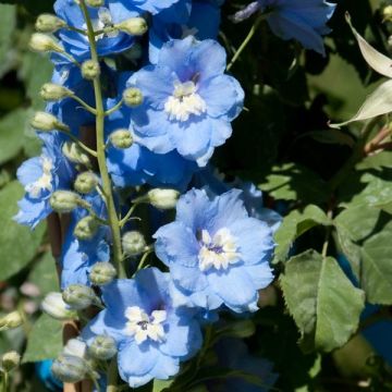 Delphinium Pacific-hybrid Summer Skies - Speronella