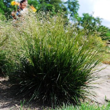 Deschampsia caespitosa