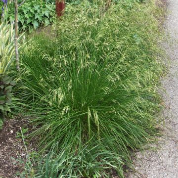 Deschampsia caespitosa Goldtau