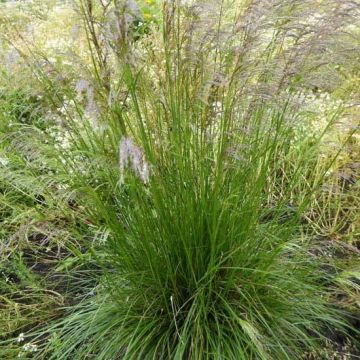 Deschampsia caespitosa Tardiflora