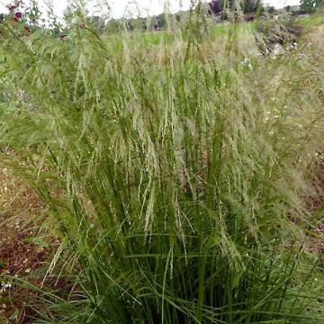 Deschampsia caespitosa Tauträger