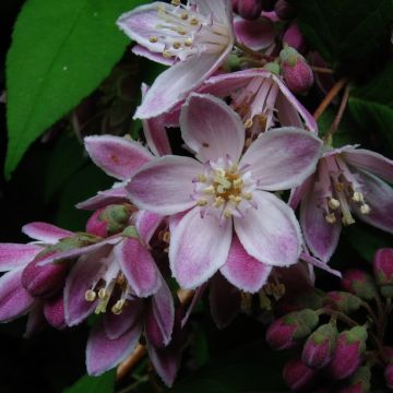 Deutzia Perle Rose