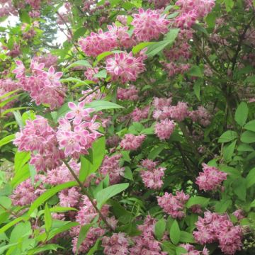 Deutzia Strawberry Fields