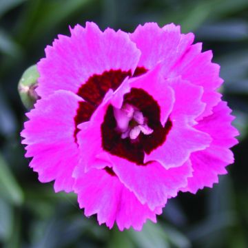 Dianthus Evening Star - Garofano