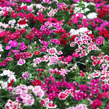 Dianthus barbatus Indian Carpet Mixed - Garofano dei poeti