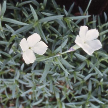 Dianthus gratianopolitanus La Bourboule Alba - Garofano di Grenoble