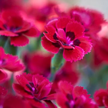 Dianthus plumarius Merci Fleuri - Garofano strisciante