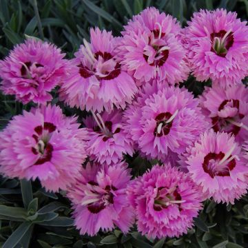 Dianthus Pop Star - Garofano