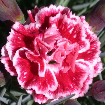 Dianthus plumarius Scent First Sugar Plum - Garofano strisciante