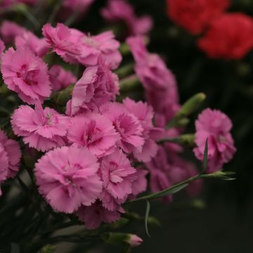 Dianthus plumarius Scent First Tickled Pink - Garofano strisciante