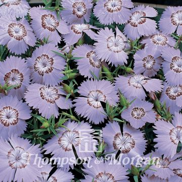 Dianthus amurensis Siberian Blues - Garofano