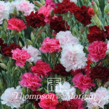 Dianthus plumarius Sonata - Garofano strisciante