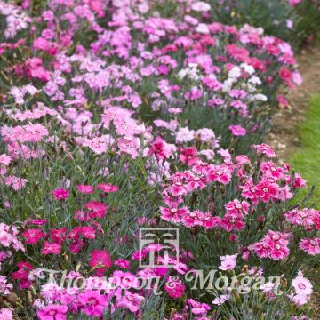 Dianthus plumarius Sweetness Mixed - Garofano strisciante