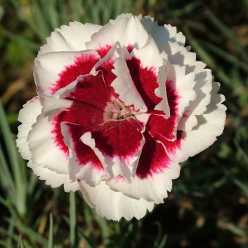 Dianthus allwoodii Alice - Garofano