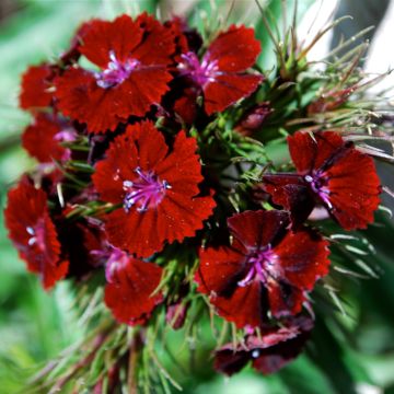 Dianthus barbatus Oeschberg - Garofano dei poeti