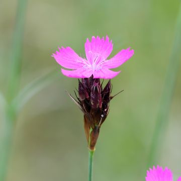 Dianthus carthusianorum - Garofanino dei Certosini