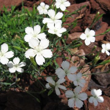 Dianthus deltoides Albiflorus - Garofanino minore