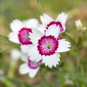 Dianthus deltoides Arctic Fire - Garofanino minore