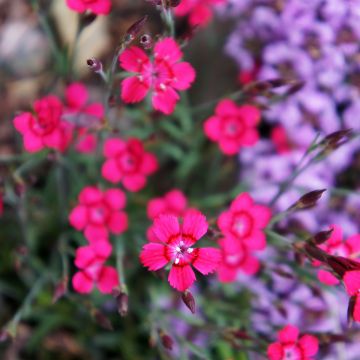 Dianthus deltoides Brillant - Garofanino minore