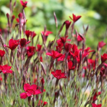 Dianthus deltoides Flashing Light - Garofanino minore