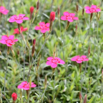 Dianthus deltoides - Garofanino minore