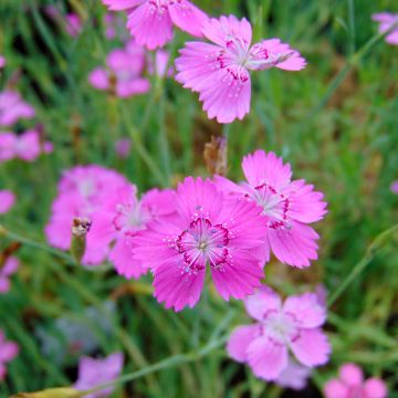 Dianthus deltoides Rosea - Garofanino minore