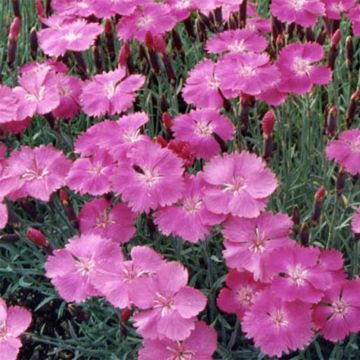 Dianthus gratianopolitanus Eydangeri - Garofano di Grenoble