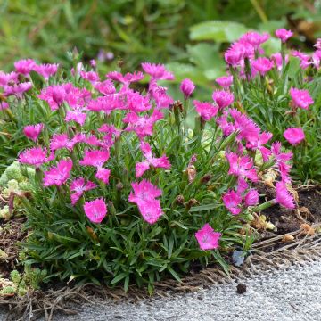 Dianthus gratianopolitanus Kahori - Garofano di Grenoble