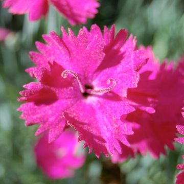 Dianthus gratianopolitanus Splendens - Garofano di Grenoble