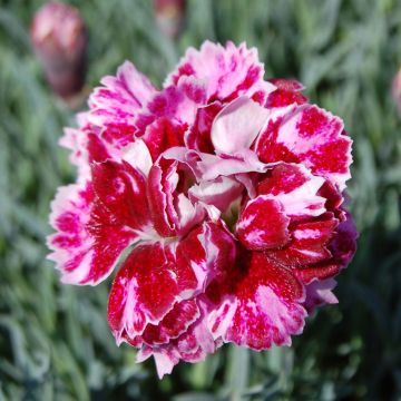 Dianthus gratianopolitanus Whatfield Gem - Garofano di Grenoble