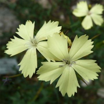 Dianthus knappii - Garofano di Knapp