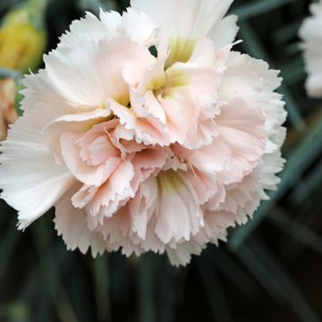 Dianthus plumarius Devon Cream - Garofano strisciante