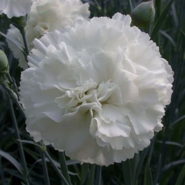 Dianthus plumarius Devon Dove - Garofano strisciante