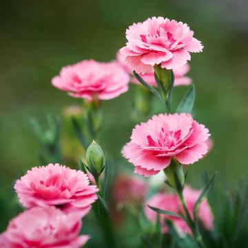 Dianthus plumarius Doris - Garofano strisciante