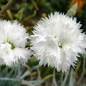 Dianthus plumarius Haytor White - Garofano strisciante