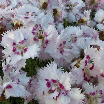 Dianthus plumarius Ine - Garofano strisciante