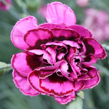 Dianthus plumarius Laced Monarch - Garofano strisciante