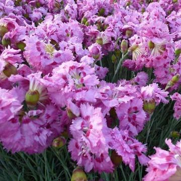 Dianthus plumarius Maggie - Garofano strisciante