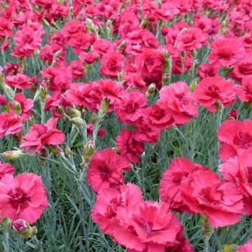 Dianthus plumarius Munot - Garofano strisciante