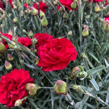 Dianthus plumarius Passion Hot Red - Garofano strisciante