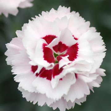 Dianthus plumarius Scent First Coconut Sundae - Garofano strisciante