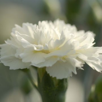 Dianthus plumarius Scent First Memories - Garofano strisciante