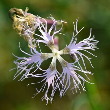 Dianthus superbus - Garofanino frangiato