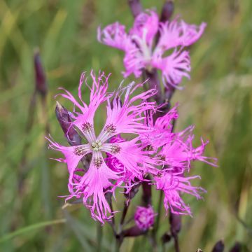 Dianthus superbus Primadonna - Garofanino frangiato