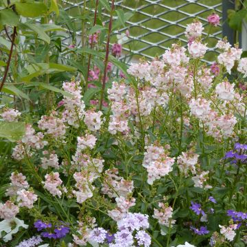 Diascia Up Rose Pink