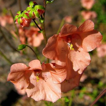 Diascia Blackthorn Apricot