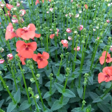 Diascia Trinity Sunset