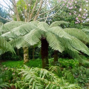 Dicksonia antarctica - Felce arborea