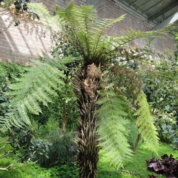 Dicksonia fibrosa - Felce arborea dorata