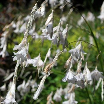 Dierama pulcherrimum Alba